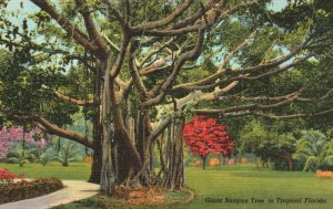 Miami FL-Florida, Giant Banyan Tree Tropical Vintage Postcard c1930