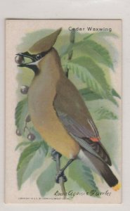 USA Arm & Hammer Collector Card Useful Birds #15 Cedar Waxwing