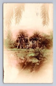 RPPC PALM TREE VIEW OF HAWAII 548 PILGRIM STAMP REAL PHOTO POSTCARD 1921