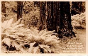 California Muir Woods National Monument Giant Ferns and Redwoods Real Photo