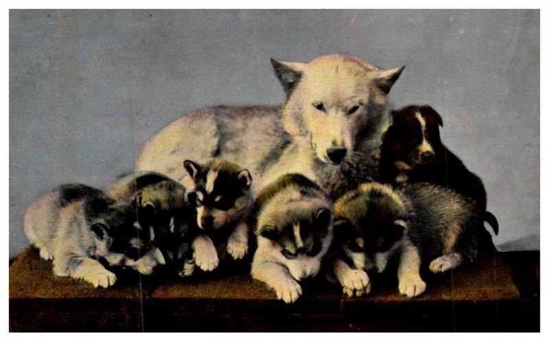 Dog ,Family of Malamutes Sledge Dogs of Alaska