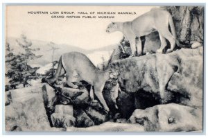 Mountain Lion Group Hall Of Michigan Mammals Grand Rapids Public Museum Postcard