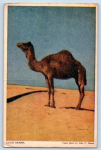 Kingdom of Saudi Arabia Postcard Camel View in Desert 1951 Posted Vintage