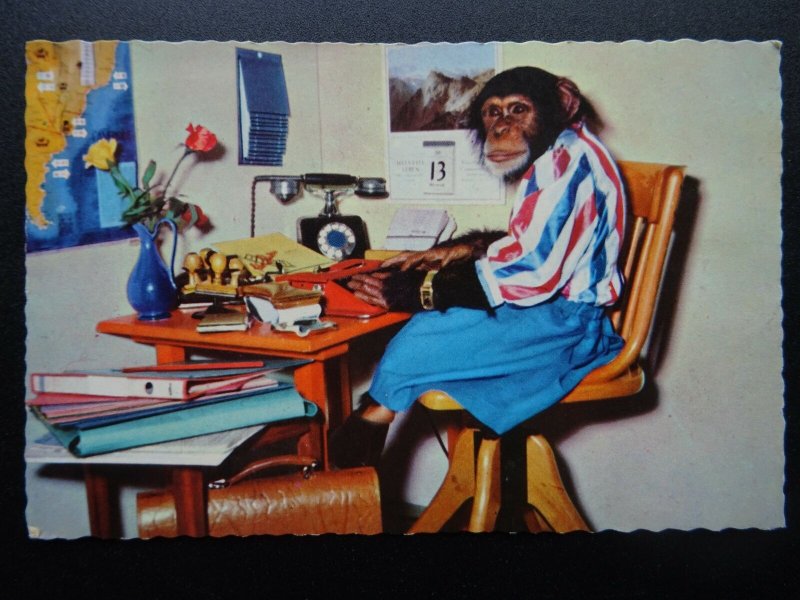 Chimpanzee SECRETARY TYPING Themed - CHIMP Dressed as Human c1960's RP Postcard