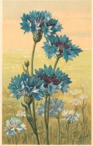 Flowers vintage greetings postcard c.1921