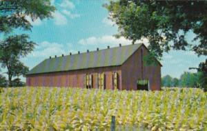 Tobacco Barn Tobacco Field Scott County Kentucky