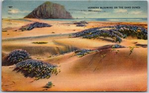 El Paso Texas, 1940 Verbena Blooming, Flowers on Sand Dunes, Vintage Postcard