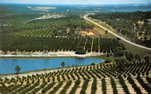 Citrus groves and lakes Orange Groves, Florida