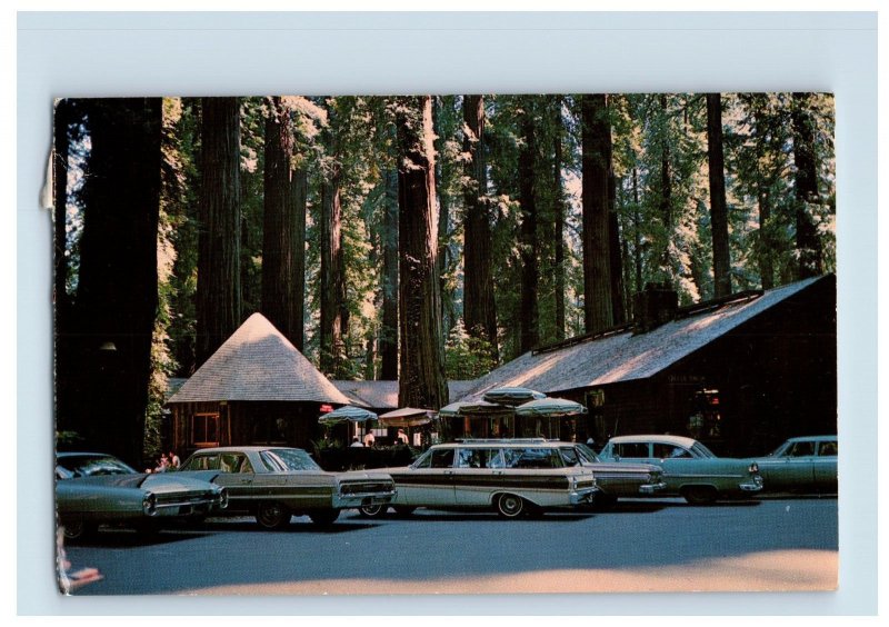 Vintage Richardson Grove State Park, California. Postcard F126E