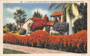 Surrounded by Tropical Foliage, Hedge of Flame Vine Misc, Florida  