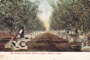 An Orchard Of Yellow Newtown Pippin Apples Oregon 1909