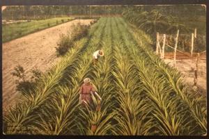 Postcard Unused Pineapple Plantation Havana Cuba No 39 LB