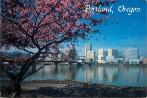 Postcard USA POrtland Oregon cherry blossom