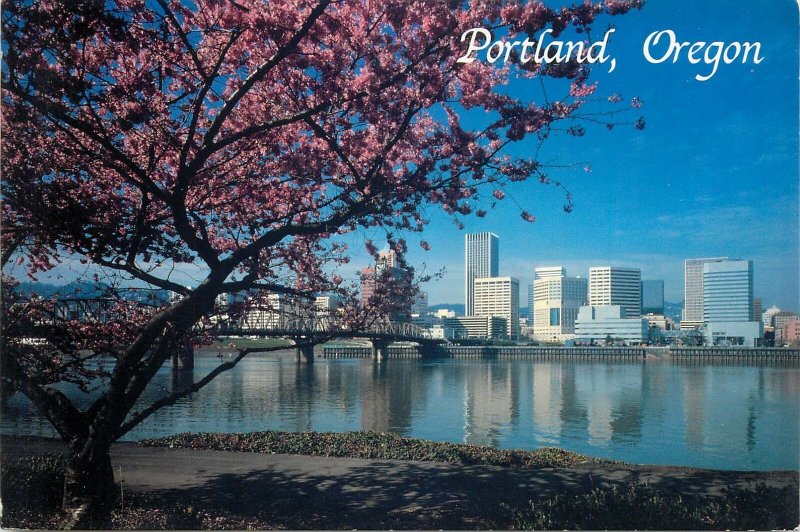 Postcard USA POrtland Oregon cherry blossom