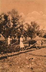 Algeria Ploughing Algiers Farmer Vintage Postard 03.66