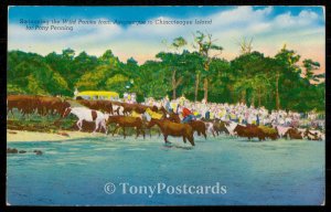 Swimming the Wild Ponies from Assateague to Chincoteague Island