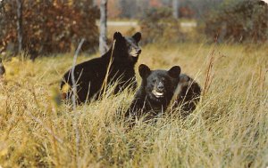 Pair of Black Bears  