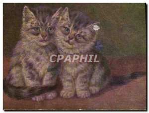 Old Postcard Cat Kitten Cats