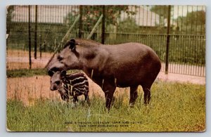 Vintage South American Tapir & Young Postcard New York Zoological Park NYZP