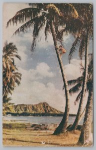 Hawaii~Man Climbing Up Large Palm Tree~Tree Climber~Vintage Postcard