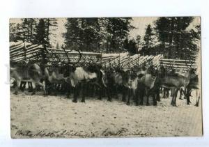206643 FINLAND Pudasjarvi reindeer fence Vintage postcard