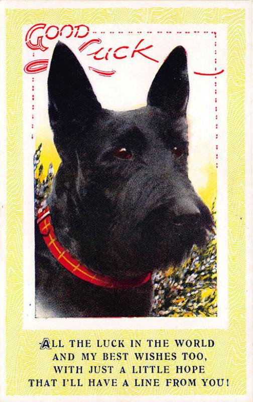 Scottie Terrier Dog Unsigned Taylor Poem Postcard