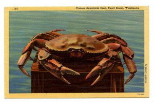 Dungeness Crab