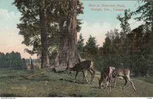 GUELPH, Ontario, Canada, PU-1911; Deer in Riverside Park