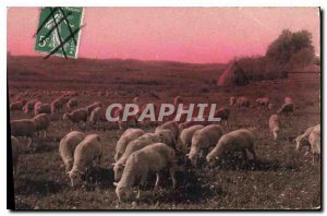 Postcard Old Sheep