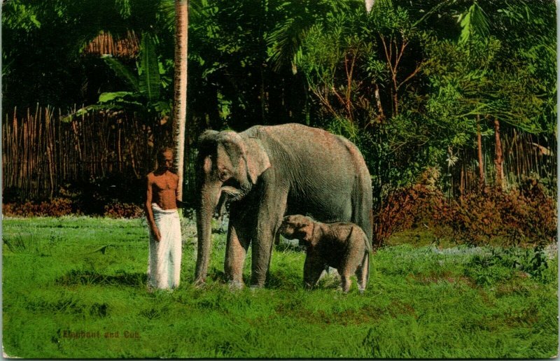 Vtg Carte Postale 1910s Ceylan Sri Lanka Homme Avec Éléphant & Bébé Main Teinté