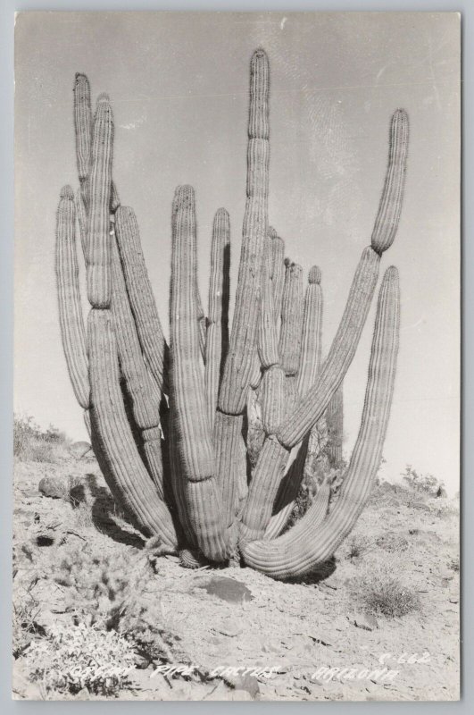 Real Photo Postcard~Gain Pipe Cactus In Arizona Desert~RPPC 