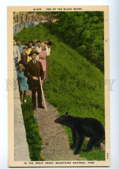 157784 BLACK BEAR Great Smoky Mountains National Park Vintage