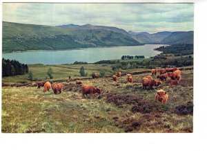 Highland Cattle by Loch Fyne, Argyll