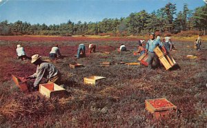 Cranberry Picking Time Cape Cod, Massachusetts, USA 1959 