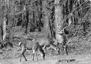 BF39221 ardennes cerf deer belgium stag  animal animaux