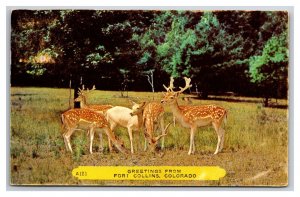 Generic Greetings Group of Deer Fort Collins Colorado CO Chrome Postcard W22