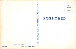 Glamour Woman Postcard