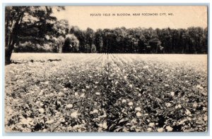 1940 Scenic View Potato Field Blossom Pocomoke City Maryland Local View Postcard