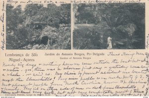 Lembranca de Sao , Miguel-Azores , Portugal , 1905 ; Gardin of Antonio Borges