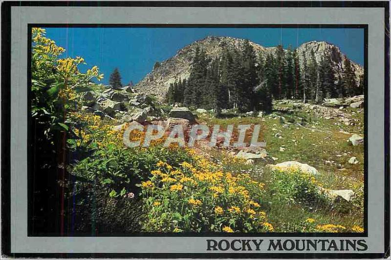 Modern Postcard Rocky Mountains Wildflowers in the Rocky Mountains Beautiful