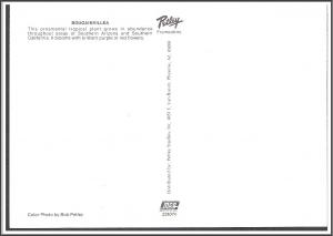 Arizona Bougainvillea - [AZ-069X]