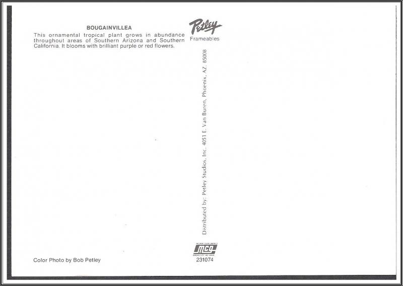 Arizona Bougainvillea - [AZ-069X]
