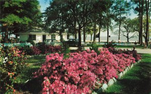 Biloxi MS Sea Gull Tourist Court On The Gulf Postcard