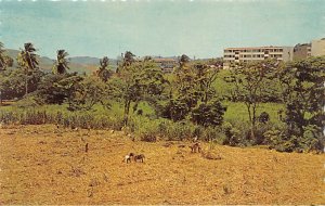 Sugar Cutting and Police Headquarters Martinique Unused 