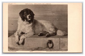 Distinguished Member of the Humane Society Painting By  Landseer DB Postcard V23