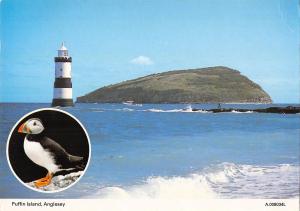 uk36098 puffin island anglesey wales uk lot 5 uk