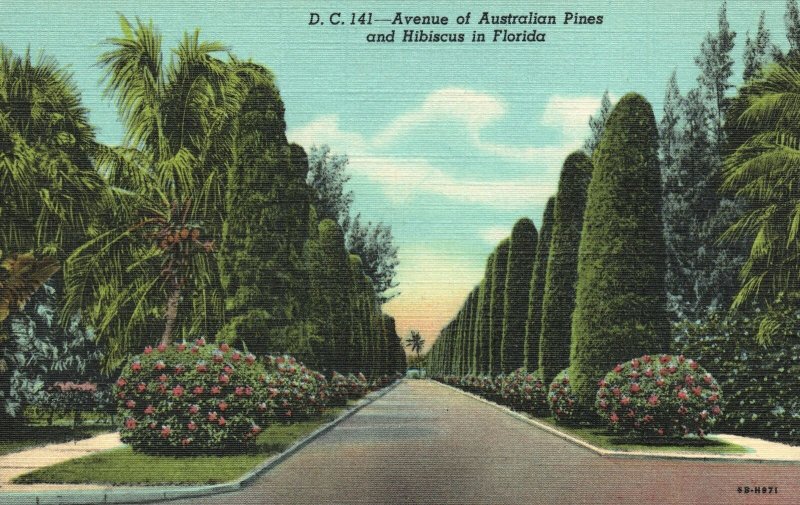 Vintage Postcard 1930's Avenue Of Australian Pines Hibiscus Landscape Florida