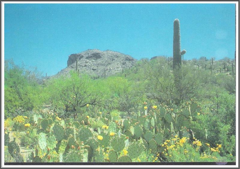 Arizona Desert in Bloom - [AZ-061]