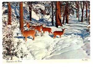 Surprised in the Woods, A Group of Deer in Winter