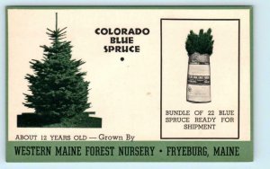 FRYEBURG, Maine ME ~ Advertising COLORADO BLUE SPRUCE Nursery 1940s-50s Postcard